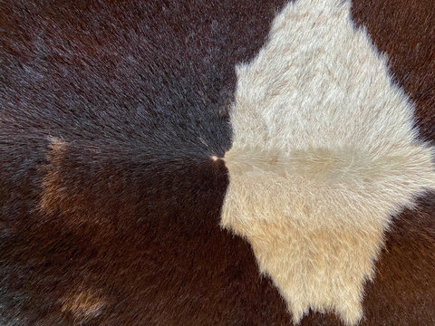 Cow hair can be used as a background for your work.