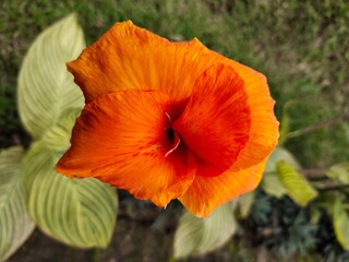 Fototapeta premium Beautiful Flowers In a park in the city of Medan