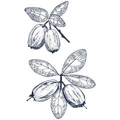 Illustration of two twigs with berries and leaves.