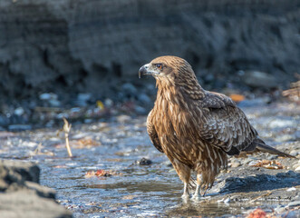 Black kite