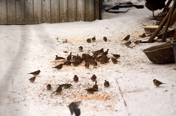 Big group of sparrows eating seeds