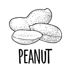 Whole and half peanut seed with and without shell. Vector engraving