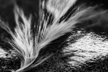 feather in the wind