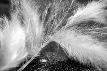 close up of a feather on a black background