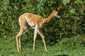 Vicunas, Vicugna Vicugna, relatives of the llama