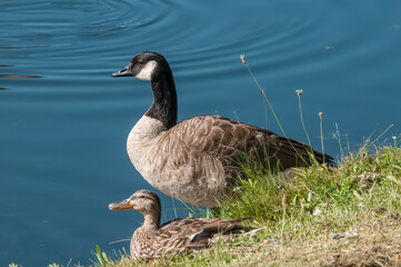 
Canada Goose (Branta canadensis) in park, Keil, Schleswig-Holstein, Germany
