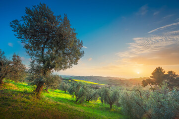 Obraz premium Maremma countryside panorama and olive trees. Casale Marittimo, Pisa, Tuscany Italy