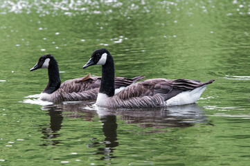 
Canada Geese (Branta canadensis) in park, Keil, Schleswig-Holstein, Germany
