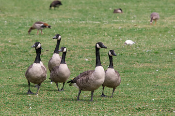 
Canada Geese (Branta canadensis) in park, Keil, Schleswig-Holstein, Germany

