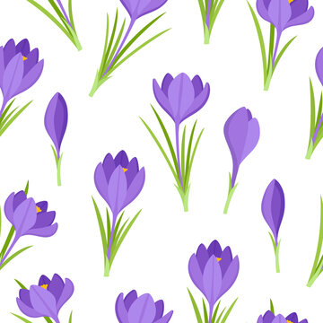 Vector seamless pattern of violet crocus flowers isolated on white.