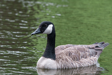 
Canada Goose (Branta canadensis) in park, Keil, Schleswig-Holstein, Germany
