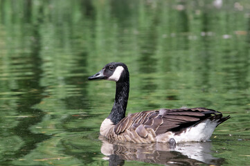 Obraz premium Canada Goose (Branta canadensis) in park, Keil, Schleswig-Holstein, Germany 