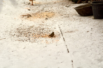 Sparrow female eating in snow