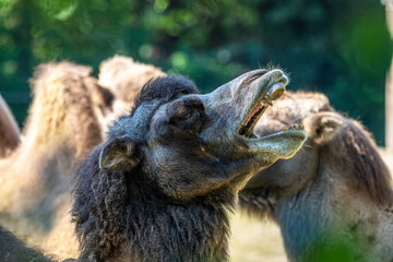 Bactrian camel, Camelus bactrianus in a german zoo