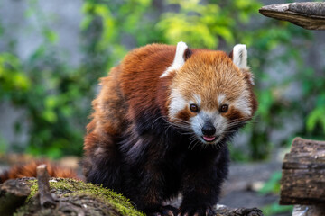 The red panda, Ailurus fulgens, also called the lesser panda.