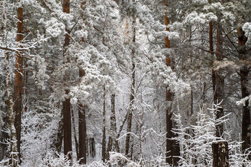 snow covered trees