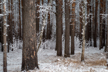 snow covered trees
