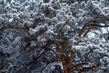 snow covered tree