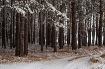 winter forest in the snow
