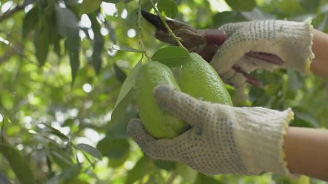 Hands of female gardener in fabric gloves are cutting the assam lemon leaves with pruning shears. Organic gardening.