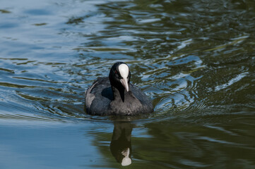 Eurasian Coot (Fulica atra) in park, Hamburg, Germany