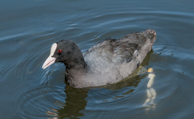 Eurasian Coot (Fulica atra) in park, Hamburg, Germany