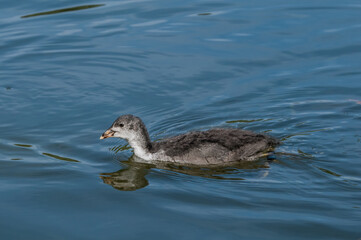 Eurasian Coot (Fulica atra)  chick in park, Hamburg, Germany