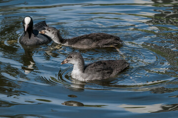 Adult Eurasian Coot (Fulica atra) with chicks in park, Hamburg, Germany