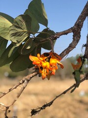 yellow rose on blue sky