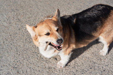 Charming corgi on walk. English Queens dog. Welsh corgi Pembroke tricolor walks in nature and nibbles on tree branch.