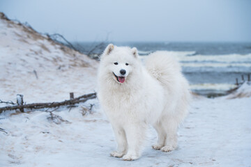 Nice Samoyed white dog is on snow sea beach in Latvia