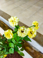 Five white to the yellowish flower that grows healthily in a pot, suitable for giving to loved ones such as girlfriends and others