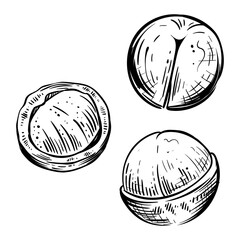 Set of macadamia nuts, monochrome, vector
