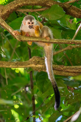 Obraz premium Squirrel monkey, Saimiri oerstedii, sitting on the tree trunk with green leaves, Corcovado NP, Costa Rica. Monkey in the tropic forest vegetation. Wildlife scene from nature. Beautiful cute animal.