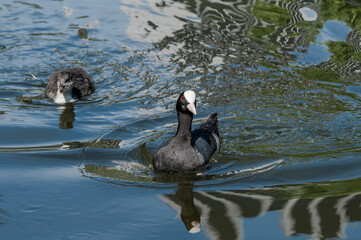 Adult Eurasian Coot (Fulica atra) with chick in park, Hamburg, Germany