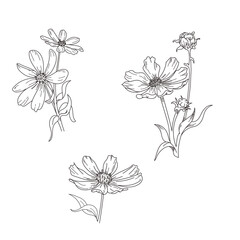 Hand-drawn garden flowers isolated on white background 