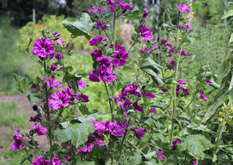 Close up Malva mauritiana. Medicinal herb. The concept of healthy nutrition. Malva mauritiana has been used as pharmaceuticals since ancient times.