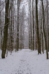 Weg durch den verschneiten Buchenwald, Kurler Busch, Dortmund,  Ruhrgebiet, Nordrhein-Westfalen, Deutschland, Europa