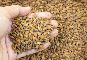 Dry barley grain brown malt ingredient in cooking and beverage production. Process of making craft beer from malt. Concept of alcoholic beverage homemade