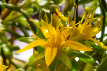 Obraz premium Sedum acre yellow flower better known as gold moss stonecrop, mossy stonecrop, goldmoss sedum, biting stonecrop and wallpepper. Yellow flowers surrounded by green leaves loaded with water.