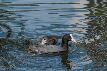 Adult Eurasian Coot (Fulica atra) with chick in park, Hamburg, Germany
