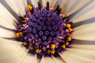 Disc of the Cape Margherite Van Staden's river daisy, Sundays river daisy, white daisy bush,...