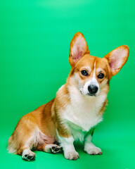 Full length portrait of sitting welsh corgi pembroke dog at green background in studio