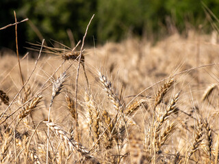 Fototapeta premium ears of wheat on a field