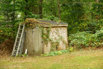 Closeup of an old backyard shed with ivy overgrowth - obrazy, fototapety, plakaty