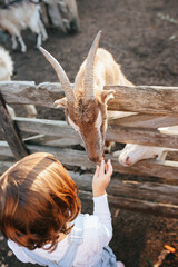 Little girl feeding goats on the farm.