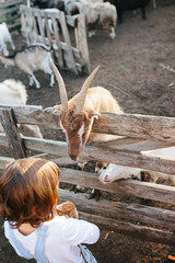 Little girl feeding goats on the farm.