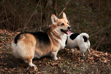 Smooth haired Jack Russell Terrier and Welsh corgi Pembroke tricolor on walk. Two small purebred dogs are walking in autumn forest and enjoying life. Walking with dogs in nature.