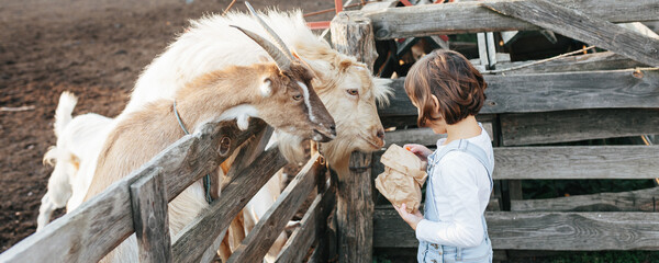 Little girl feeding goats on the farm.