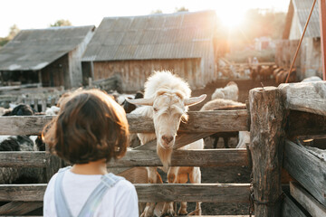 Little girl feeding goats on the farm.